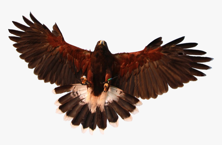 Hawk With Wings Spread, HD Png Download