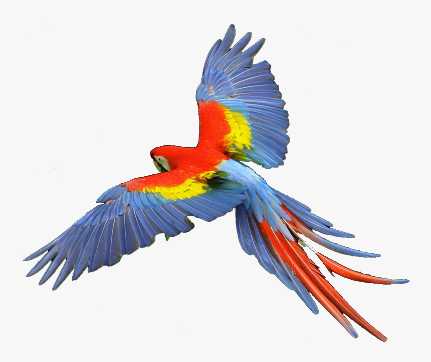 Transparent Hawk Clipart - Scarlet Macaw Png, Png Download