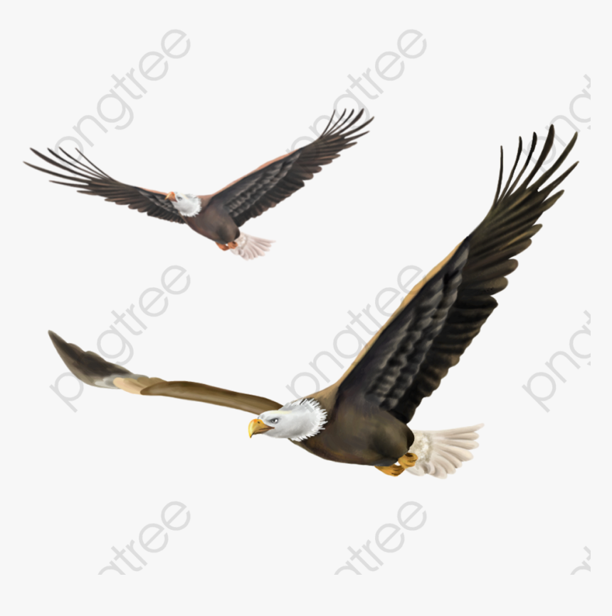 Eagle Flying, Eagle, Hawk Falcon, Soar Png Transparent - Hawk Bird Flying Png, Png Download