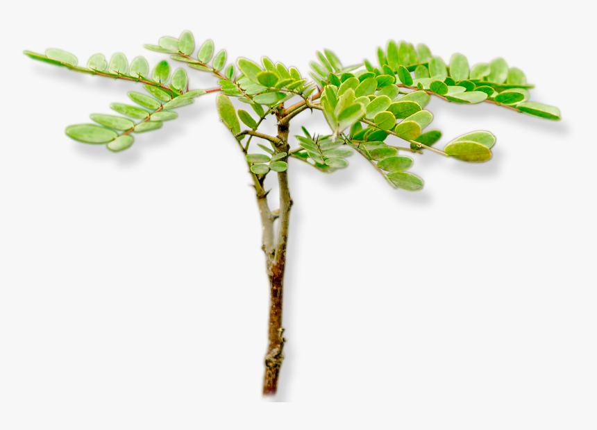 Acacia Greggii, HD Png Download