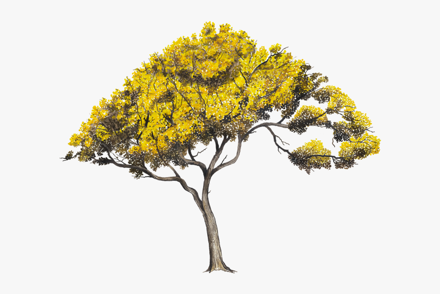 Arboles Png, Transparent Png