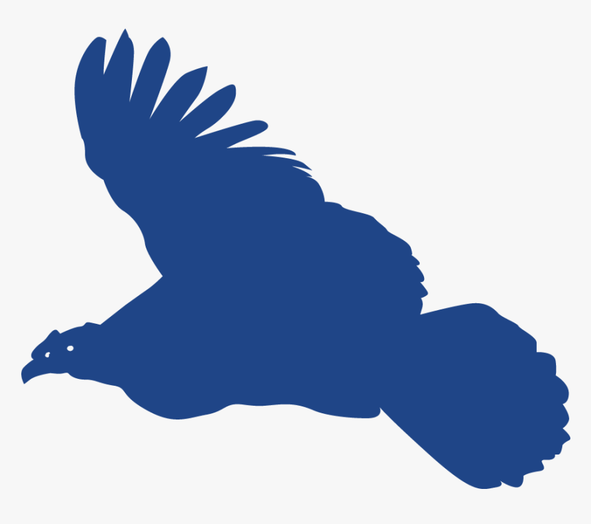 Andean Condor Gold Sponsor - Illustration, HD Png Download