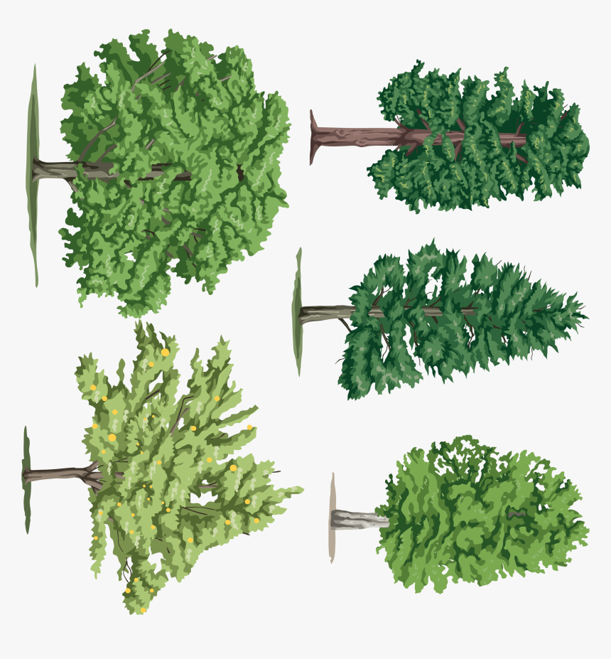 Árbol - Leaf Vegetable, HD Png Download