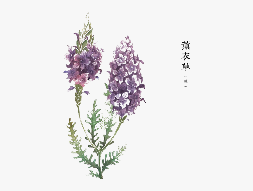 薰衣草 白描, HD Png Download