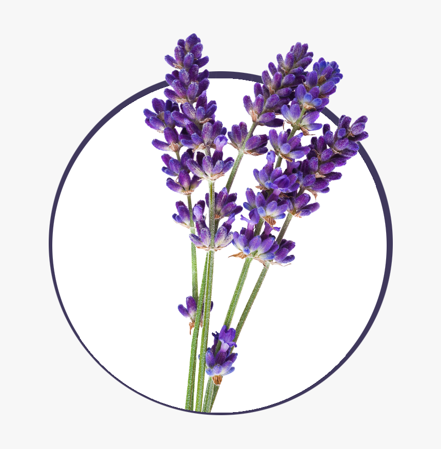 Free Lavender Png, Transparent Png