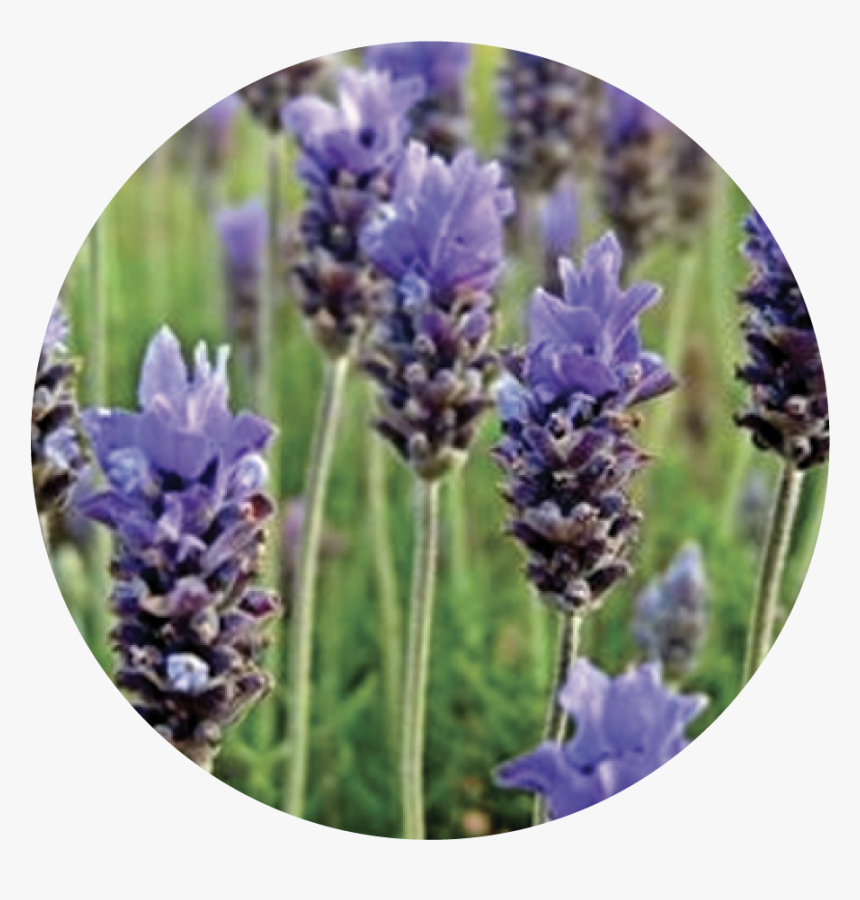 Lavender, HD Png Download