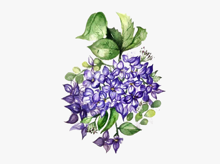 Hydrangea Background Png - Hydrangea, Transparent Png