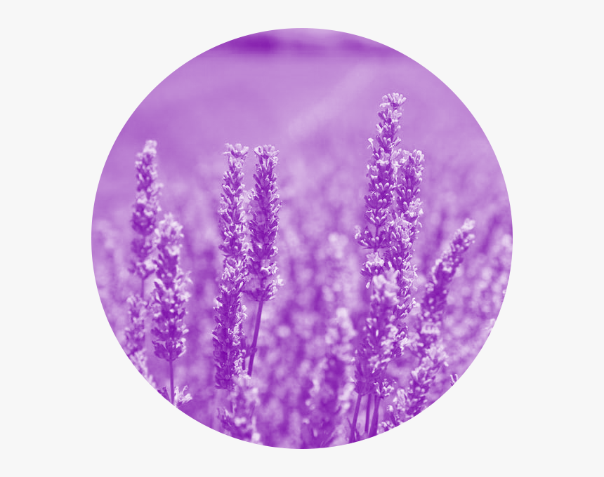 Lavanda Javier De Fuentes, HD Png Download
