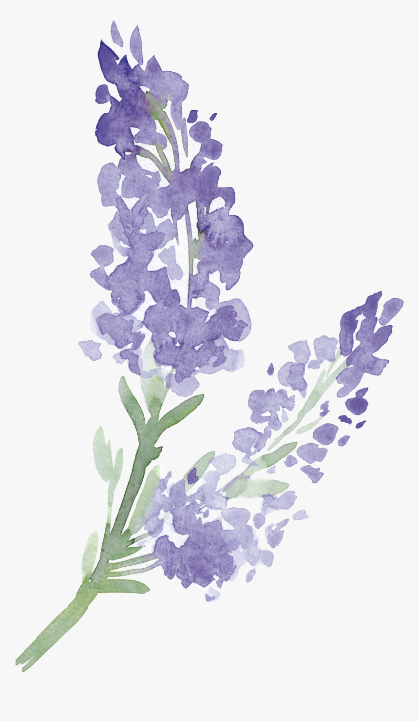 English Lavender, HD Png Download