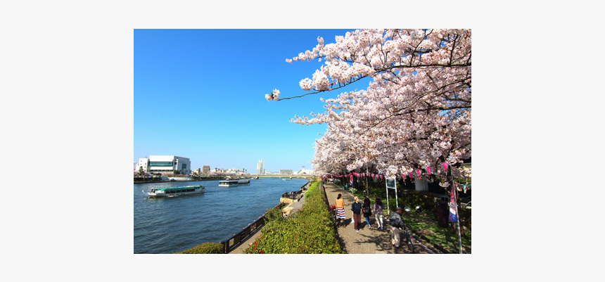 Cherry Blossom, HD Png Download