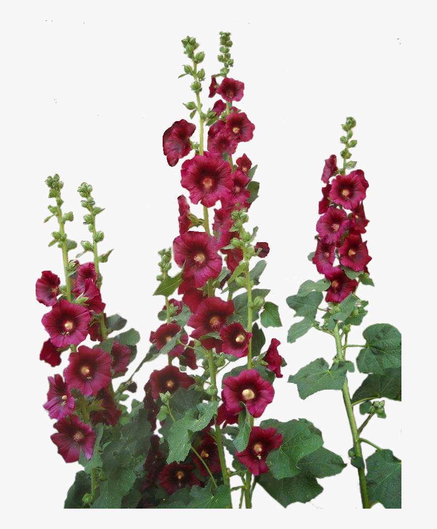 Hollyhocks, HD Png Download