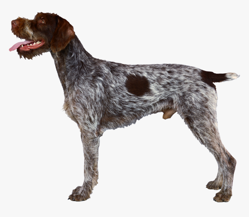 Background Dogs Dog Transparent - German Wirehaired Pointer Profile, HD Png Download