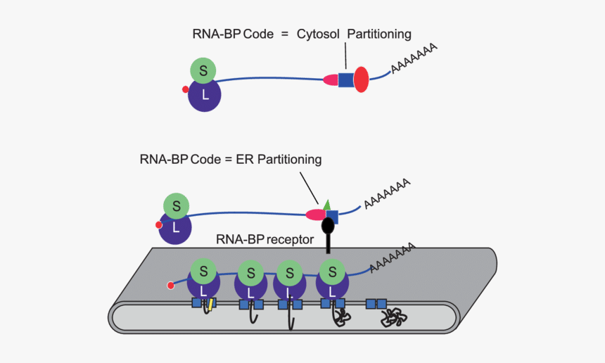 Diagram, HD Png Download