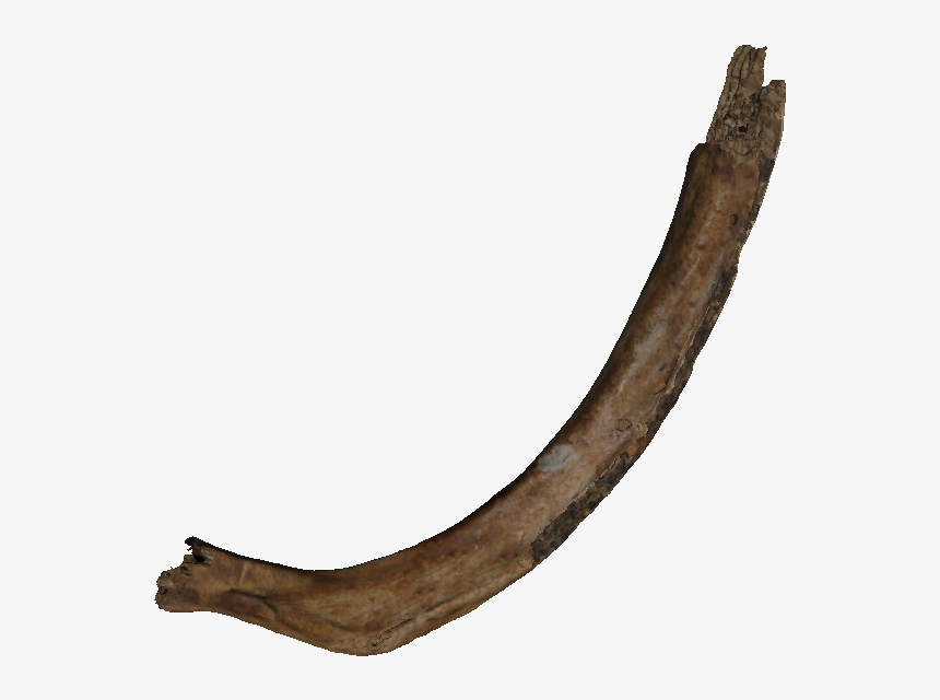 Real Bone Transparent, HD Png Download
