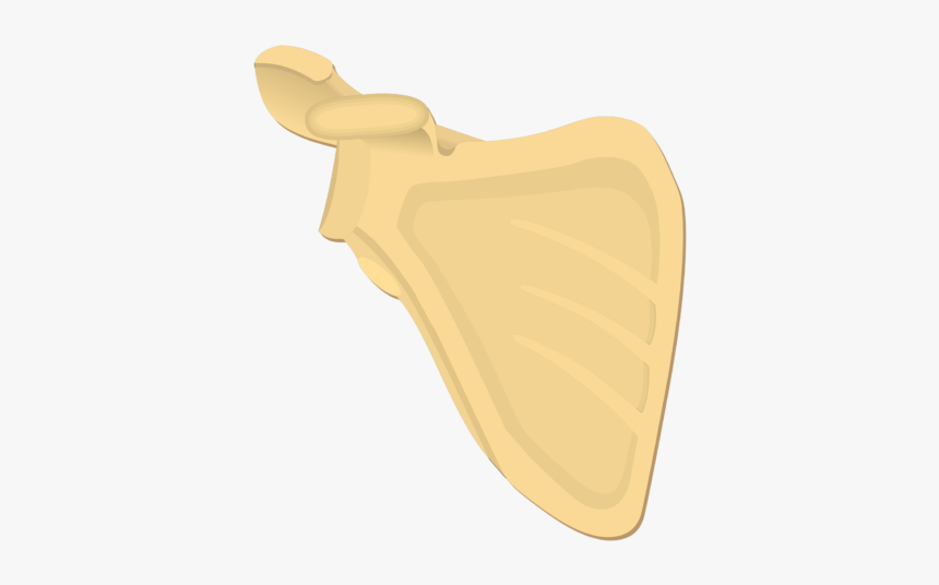 Illustration Of Anterior Scapula Scapula Bone Markings Anterior, HD