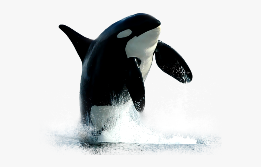 L87 Onyx, HD Png Download