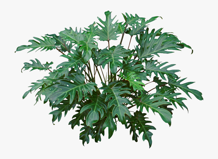 Hd Image Result For Philodendron Xanadu - Philodendron Xanadu Care, HD Png Download