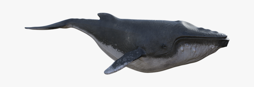 Blue Whale, HD Png Download