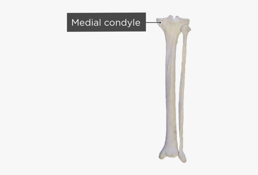 Tibia And Fibula - Tibia And Fibula Posterior View, HD Png Download ...