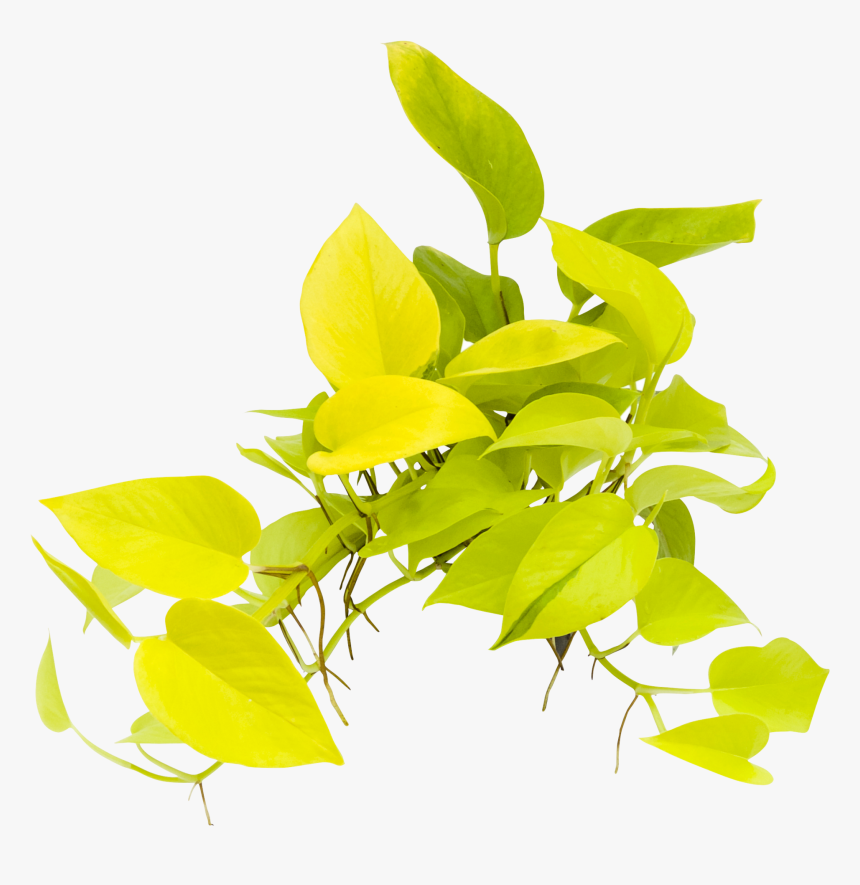 Twig, HD Png Download