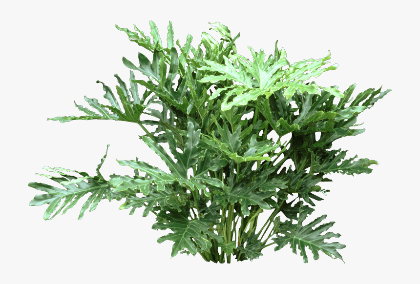 Euryops Pectinatus, HD Png Download