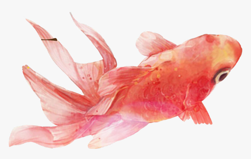 #pets #petsandanimals #pez #peces #remix - Still Life, HD Png Download