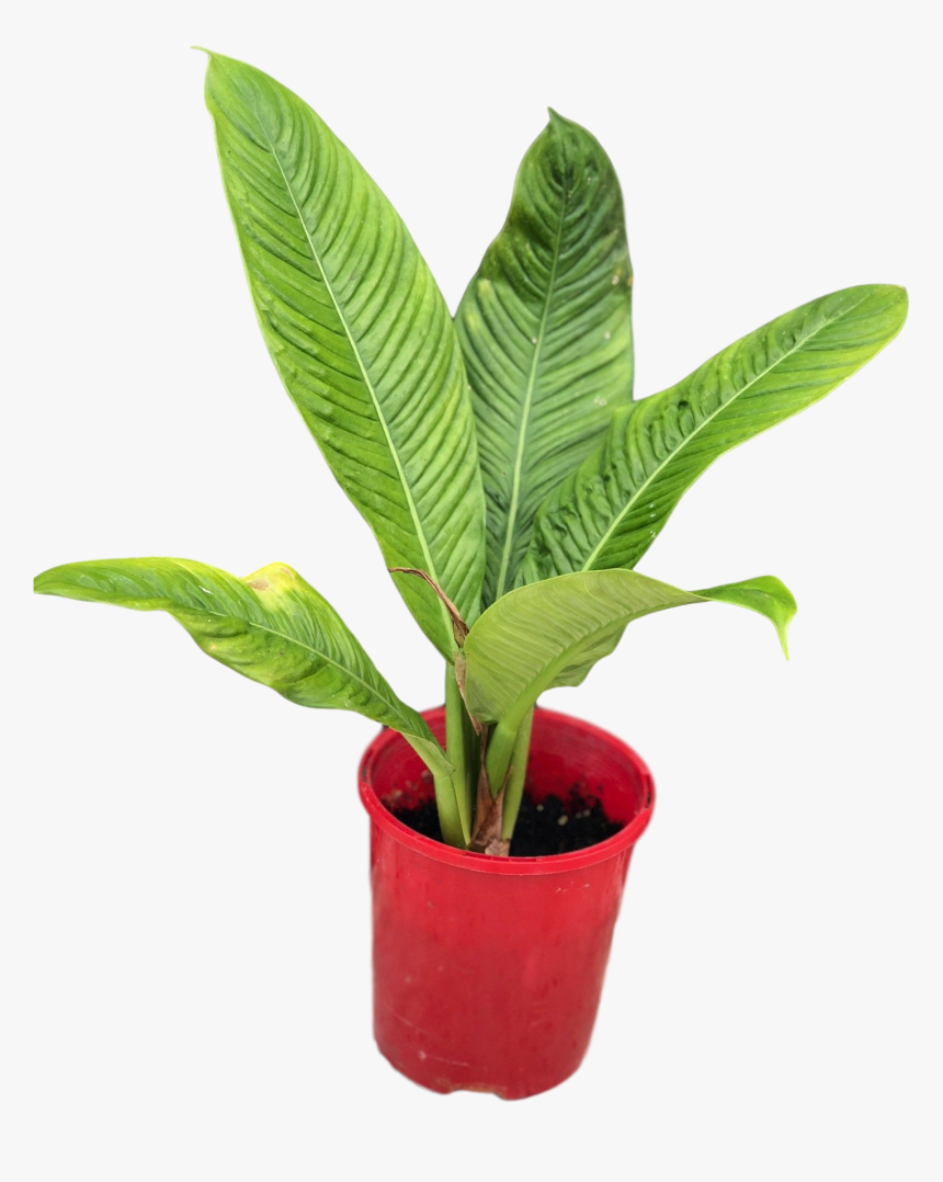 Transparent Philodendron Png - Philodendron Lynette, Png Download
