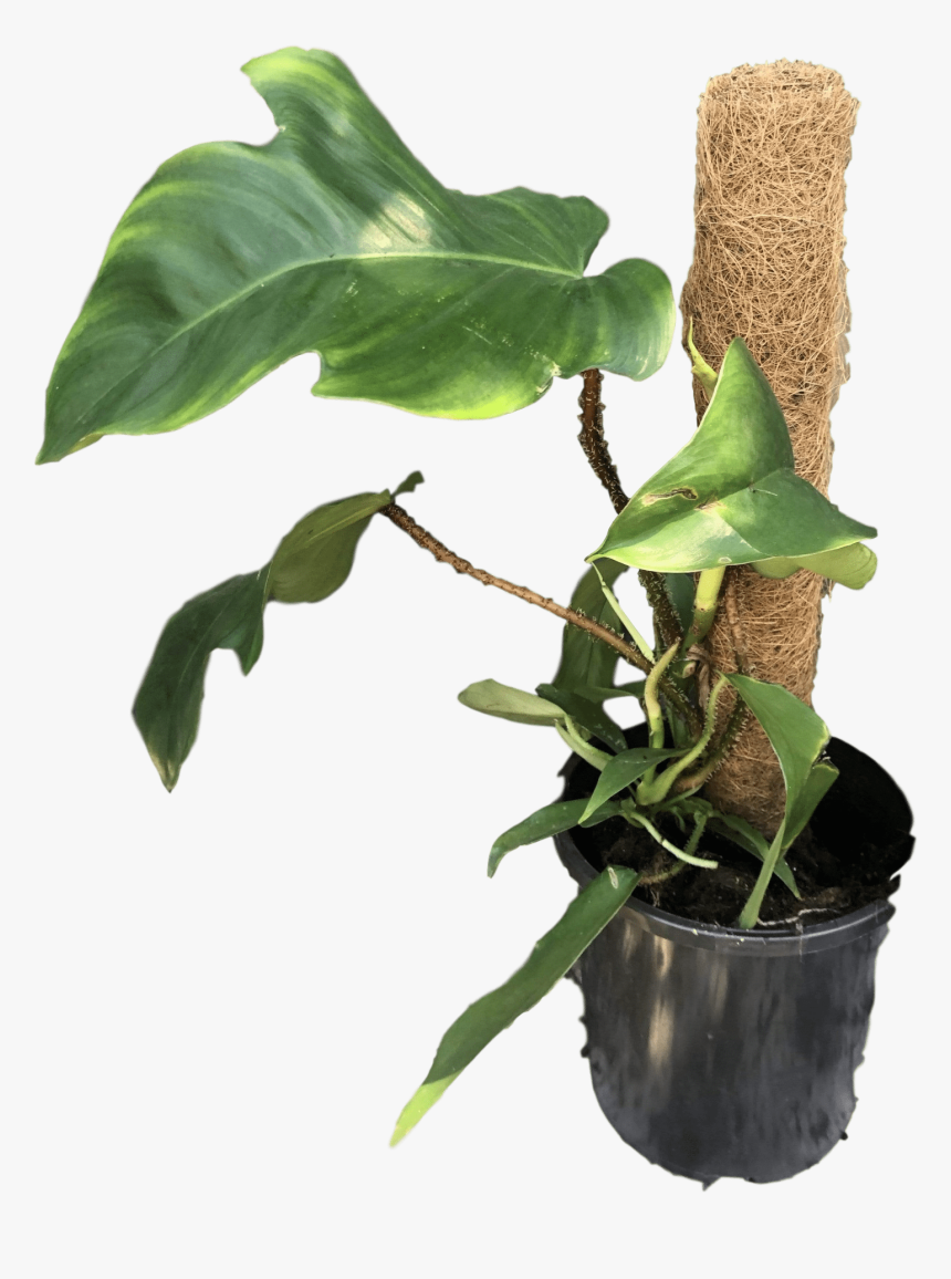 Transparent Philodendron Png - Philodendron Squamiferum, Png Download