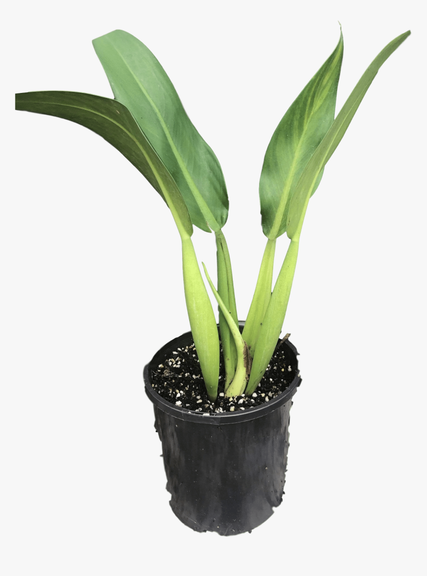 Transparent Philodendron Png - Philodendron Martianum Fat Boy, Png Download