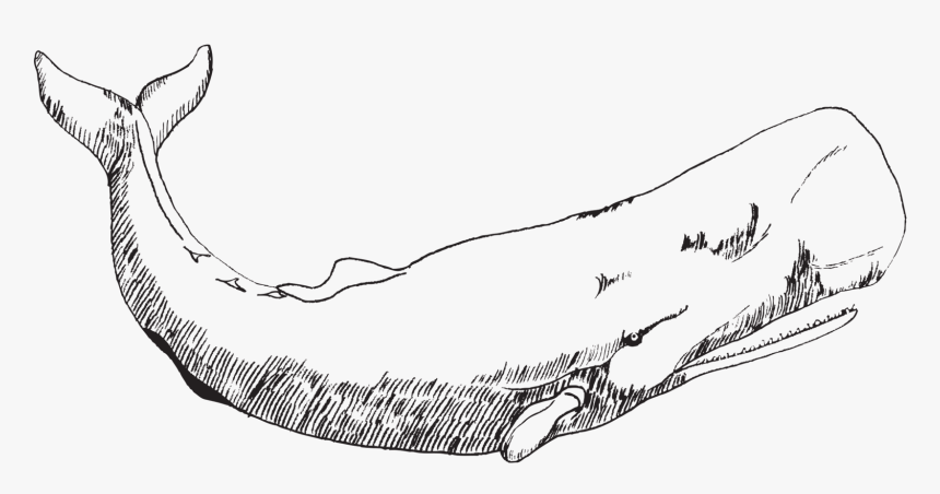 Whale Tattoos Black And White, HD Png Download