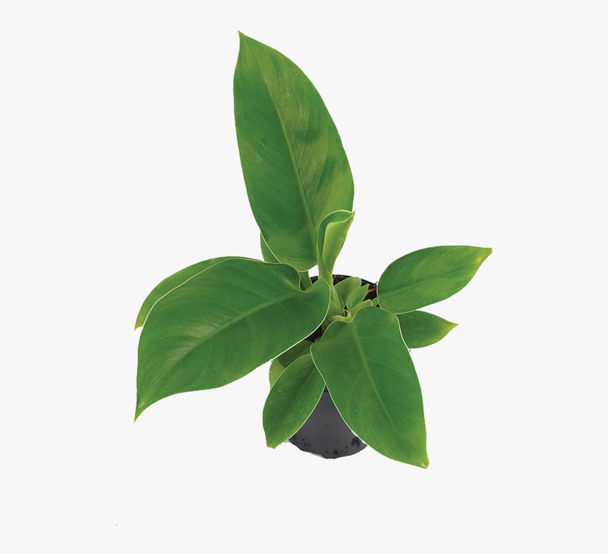 Transparent Philodendron Png - Bay Laurel, Png Download