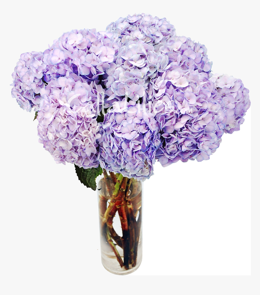 Tinted Hydrangeas Wedding Flowers, HD Png Download