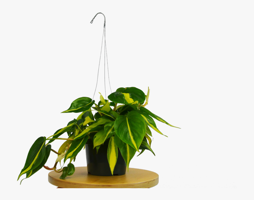 Transparent Philodendron Png - Flowerpot, Png Download