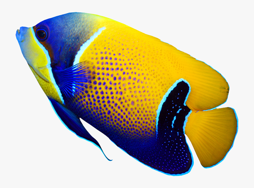 Pomacanthus Navarchus Emperor Angelfish Tropical Coral - Tropical Fish Png, Transparent Png