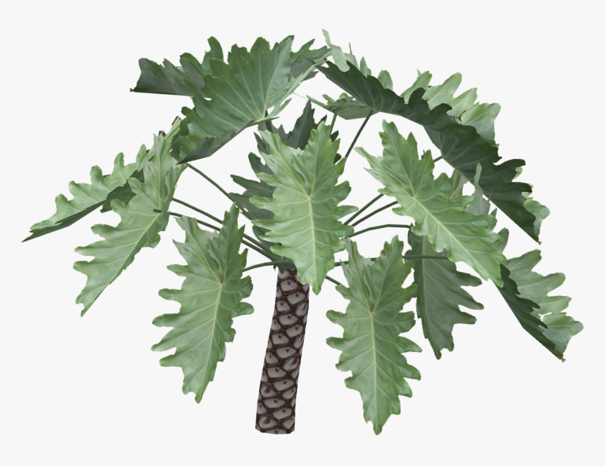 Philodendron Undulatum Png, Transparent Png
