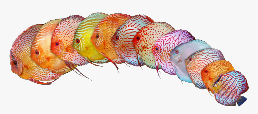 Transparent Peces Png - Pez Disco Full Hd, Png Download