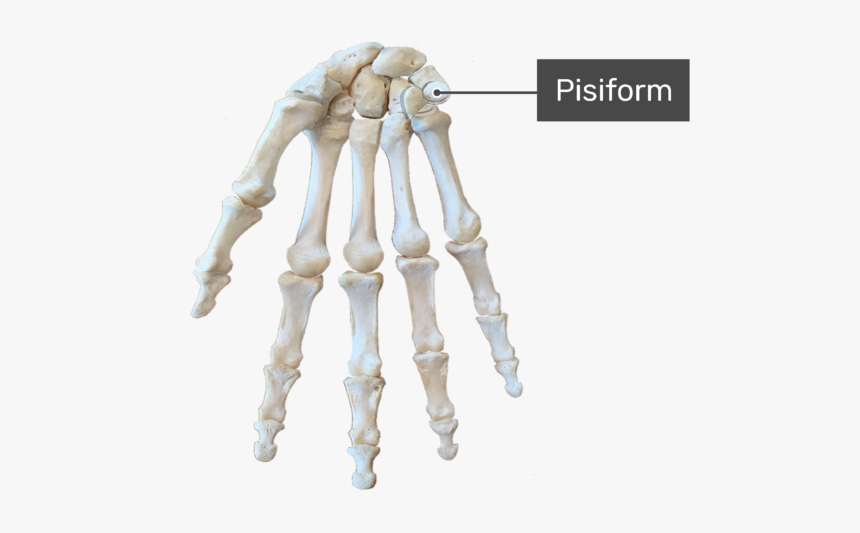 Carpal Bones, HD Png Download