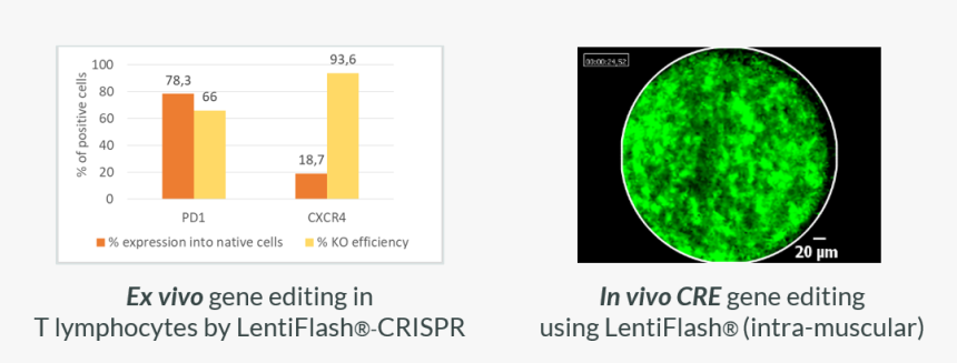 Screenshot, HD Png Download