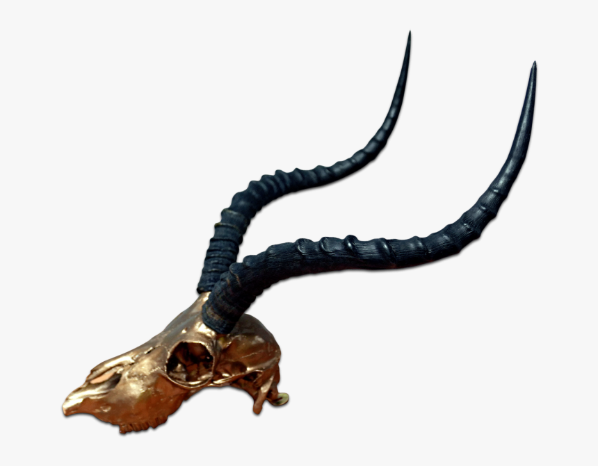 Real Impala Skull Bronze Spray Painted Metal Bracket - Impala Skull, HD Png Download