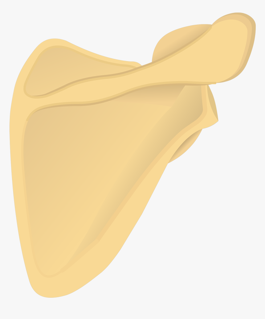 Illustration Of Posterior Scapula Scapula Getbodysmart, HD Png