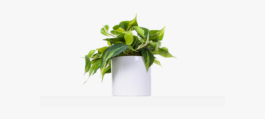 Flowerpot, HD Png Download