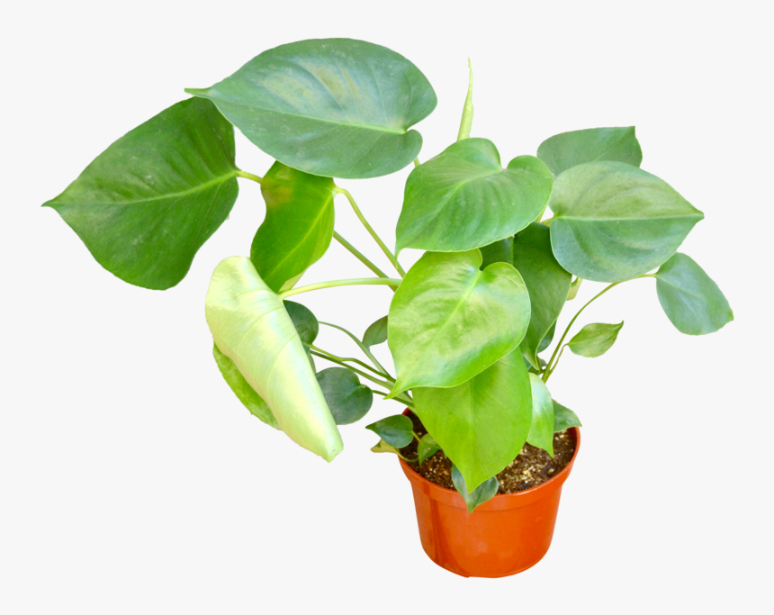 Flowerpot, HD Png Download