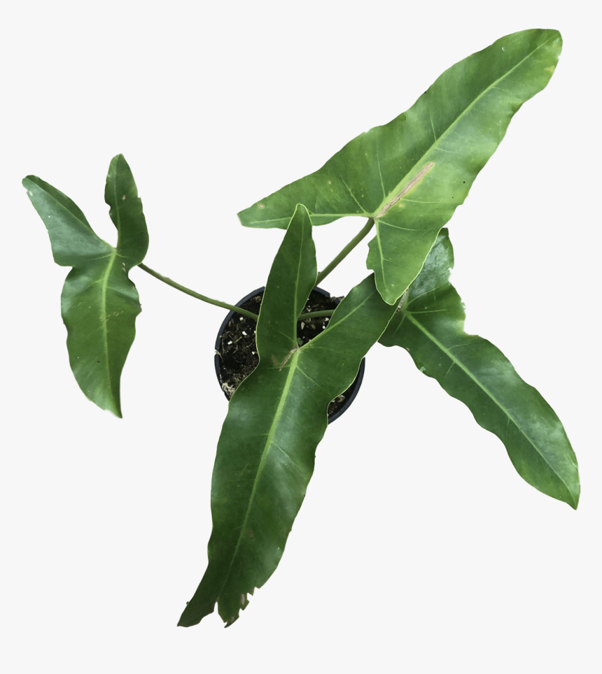 Images - Bay Laurel, HD Png Download