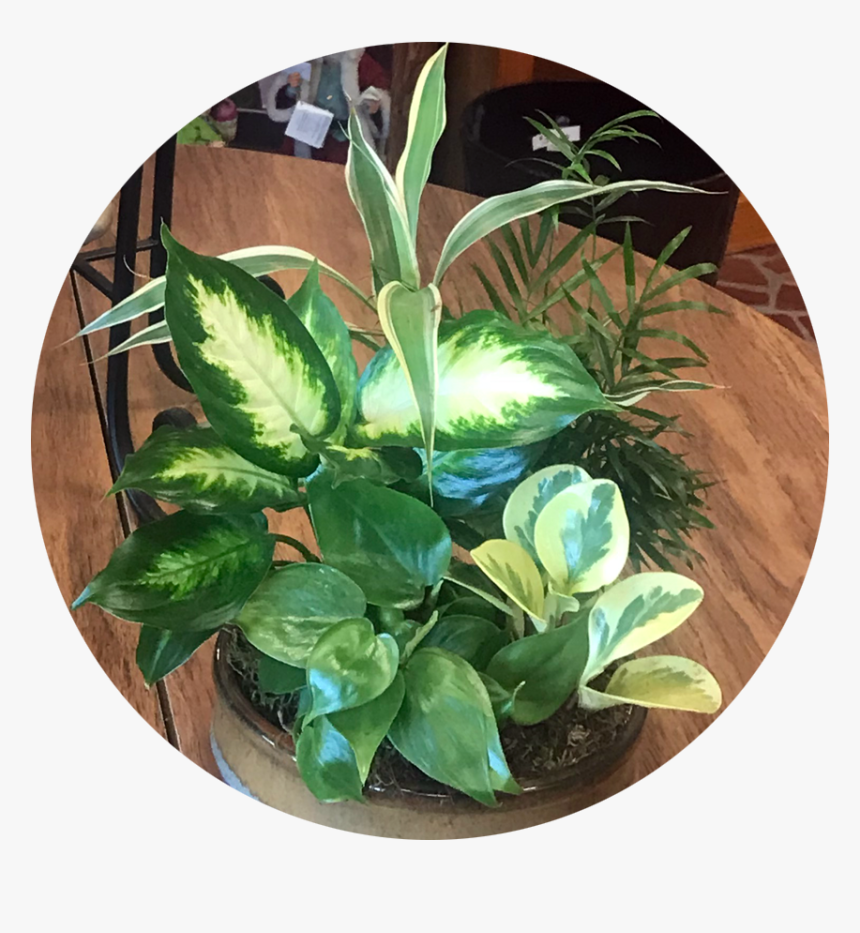 Philodendron - Arrowroot Family, HD Png Download