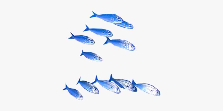 Tuna, HD Png Download