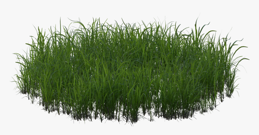 Sweet Grass, HD Png Download