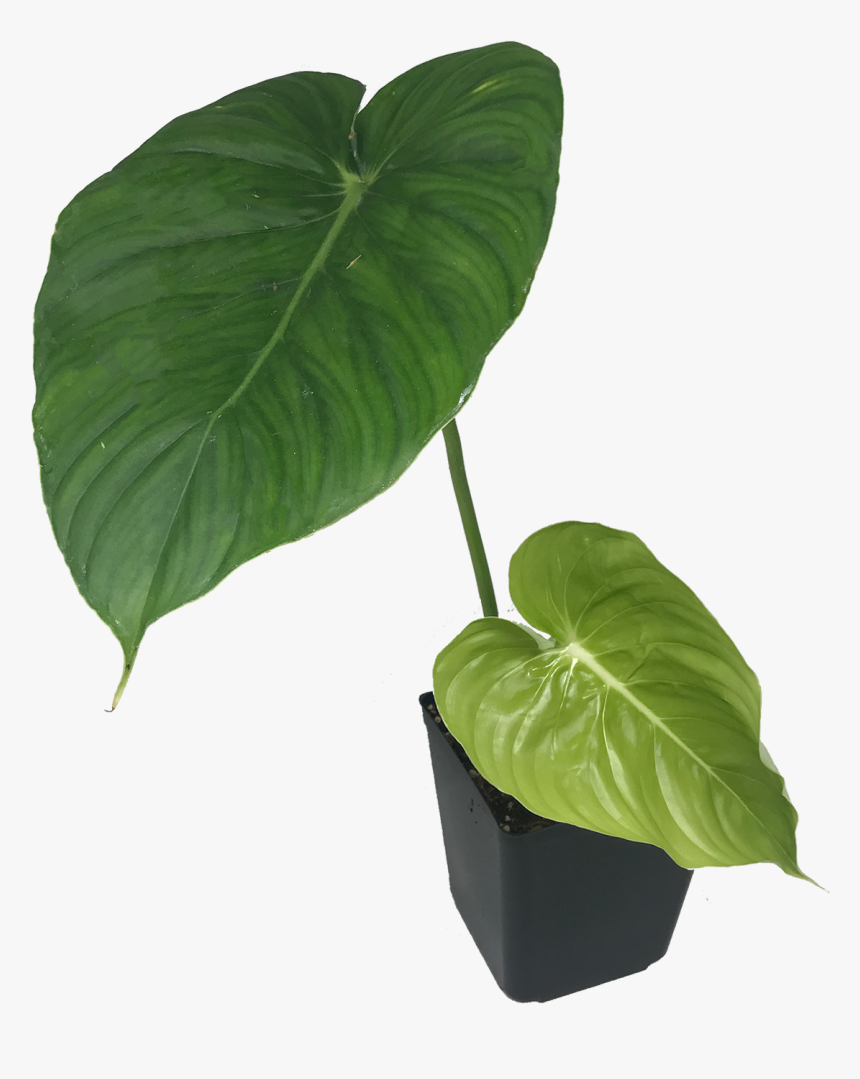 Flowerpot, HD Png Download