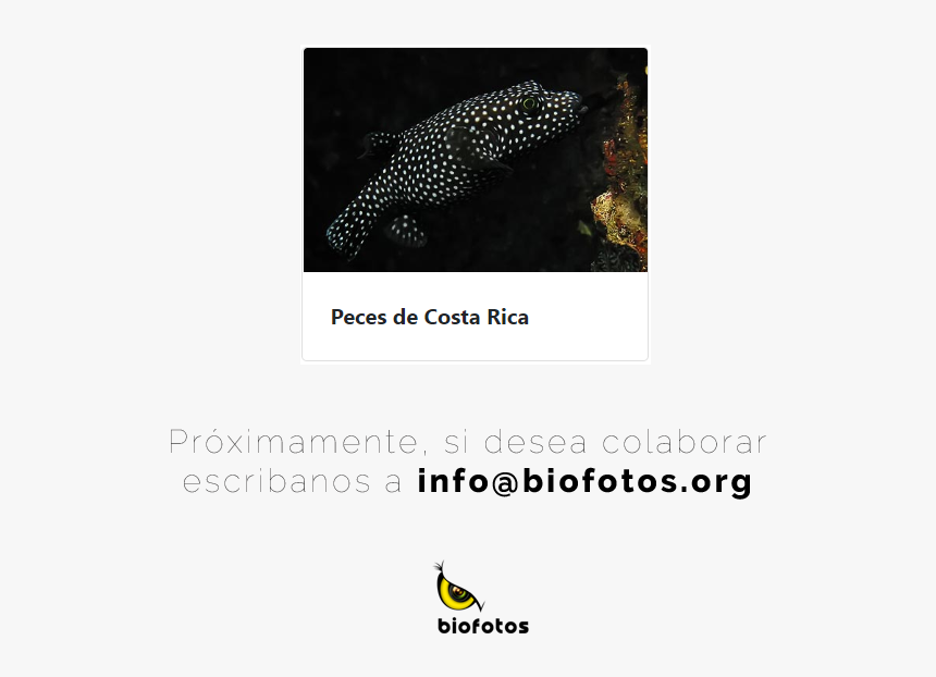 Responsive Image - Fish, HD Png Download