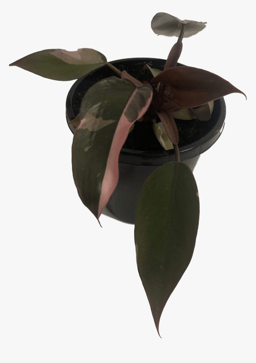 Images - Orchid, HD Png Download