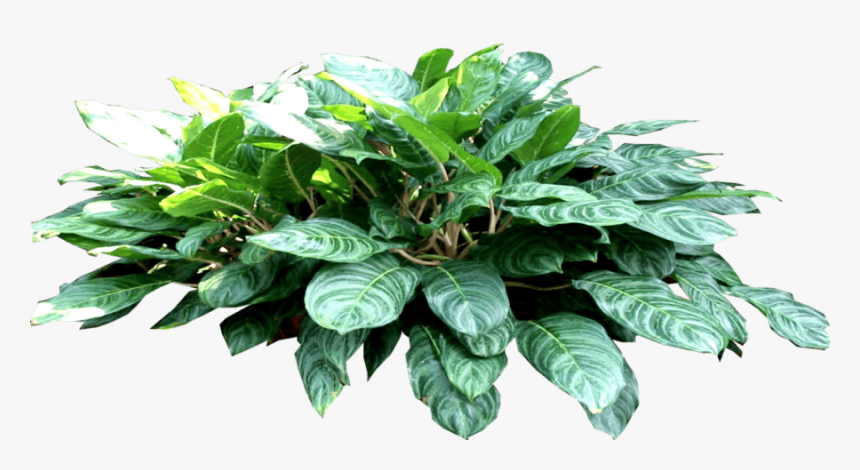 Philodendron Png, Transparent Png
